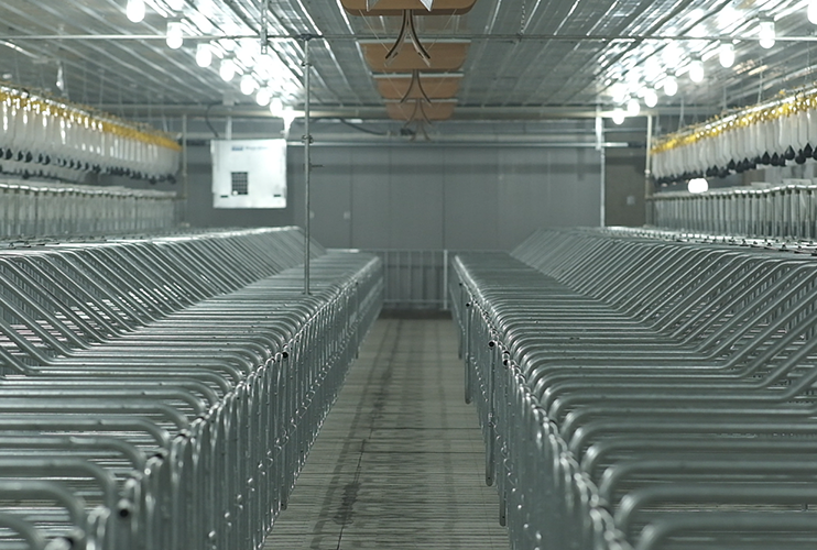 Civil rights 6000 pig farms